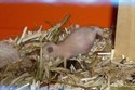Hamsterbaby 5 Tage alt (m)