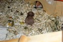 Hamsterbaby 6 Tage (w) sucht Mama