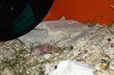 Hamsterbaby 6 Tage alt