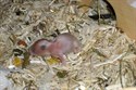 Hamsterbaby 6 Tage alt (m)