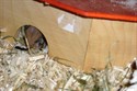 Hamsterbaby 6 Tage alt (w)