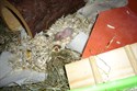 Hamsterbaby 8 Tage alt (m)