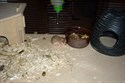 Hamsterbaby 9 Tage alt