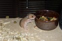 Hamsterbaby neugierig (w)