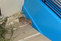 Hamsterbaby 10 Tage alt (w)