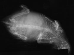 Röntgenbild eines Goldhamsters mit ausgeprägter Bauchwassersucht (Aszitis), Verschattung der gesamten Bauchregion (Abdomen) bei Lebererkrankung/-tumor