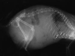 Röntgenbild von "Karlchen" -  verschatteter Bereich: Wassergefüllter Bauchraum aufgrund fortgeschrittener Aszites