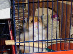 Neugieriges Hamsterchen "Karlchen"