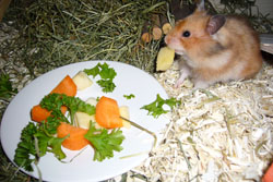 "Wilma" und der Frischfutterteller für sie und ihre Hamsterbabys