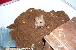 "Hamsterbaby" beim Wühlen in Kleintiertorf