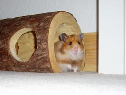 "Wilma" im Holztunnel mit seitlichen Lochöffnungen