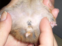 Leicht durch Eiter verschmutzte Anogenitalregion beim Hamsterweibchen