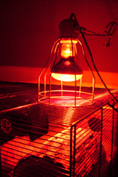 Käfigteilbestrahlung mittels Infrarotlampe/ Wärmelampe mit 100 Watt