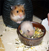 "Wilma" und Hamsterbaby "Krümel"